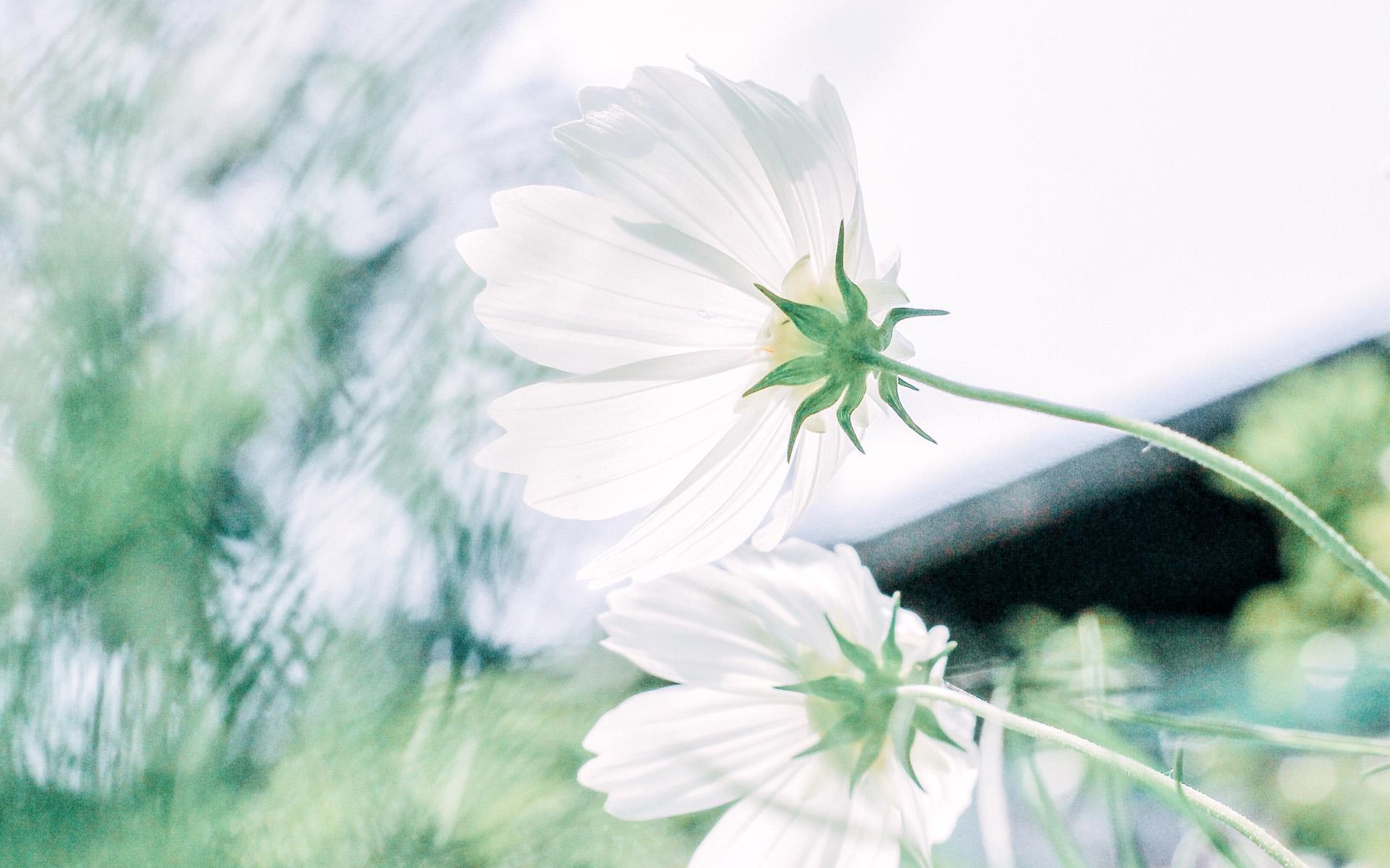 贵州成考学历可以报考二级建造师吗?