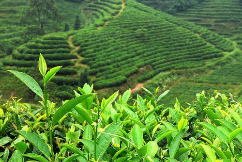 贵州省成人高考成考[茶树栽培与茶叶加工]专业介绍