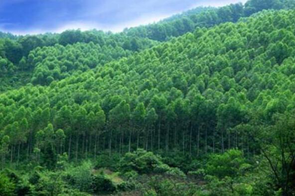 贵州省成人高考成考[林业技术]专业介绍